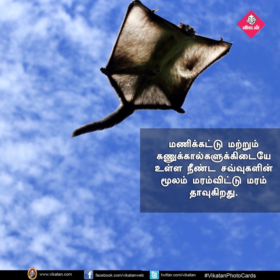 பறக்கும்; 15,000 விதைகள் சேகரிக்கும்... பறக்கும் அணில்களின் சுவாரஸ்யங்கள்! #VikatanPhotoCards பறக்கும்; 15,000 விதைகள் சேகரிக்கும்... பறக்கும் அணில்களின் சுவாரஸ்யங்கள்! #VikatanPhotoCards