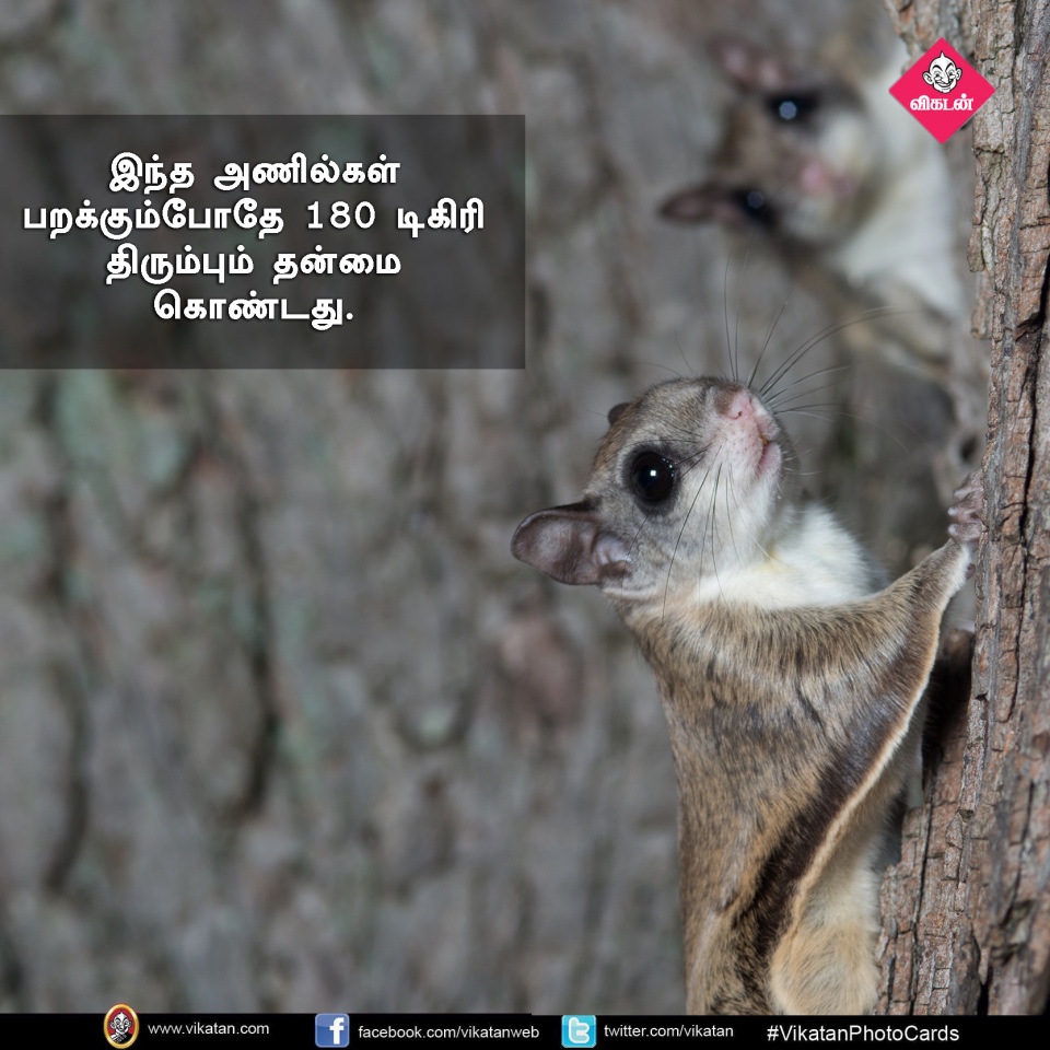 பறக்கும்; 15,000 விதைகள் சேகரிக்கும்... பறக்கும் அணில்களின் சுவாரஸ்யங்கள்! #VikatanPhotoCards பறக்கும்; 15,000 விதைகள் சேகரிக்கும்... பறக்கும் அணில்களின் சுவாரஸ்யங்கள்! #VikatanPhotoCards