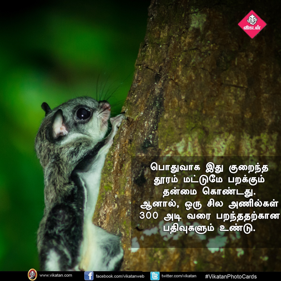 பறக்கும்; 15,000 விதைகள் சேகரிக்கும்... பறக்கும் அணில்களின் சுவாரஸ்யங்கள்! #VikatanPhotoCards பறக்கும்; 15,000 விதைகள் சேகரிக்கும்... பறக்கும் அணில்களின் சுவாரஸ்யங்கள்! #VikatanPhotoCards