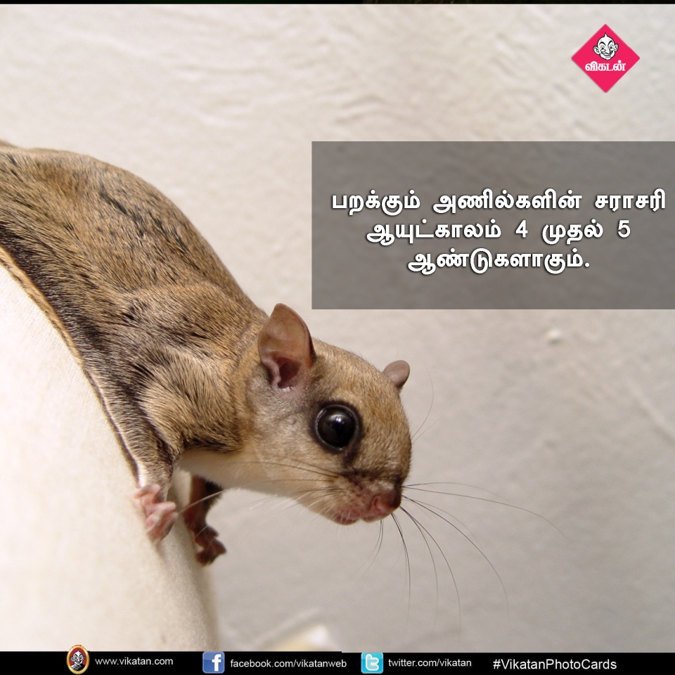 பறக்கும்; 15,000 விதைகள் சேகரிக்கும்... பறக்கும் அணில்களின் சுவாரஸ்யங்கள்! #VikatanPhotoCards பறக்கும்; 15,000 விதைகள் சேகரிக்கும்... பறக்கும் அணில்களின் சுவாரஸ்யங்கள்! #VikatanPhotoCards