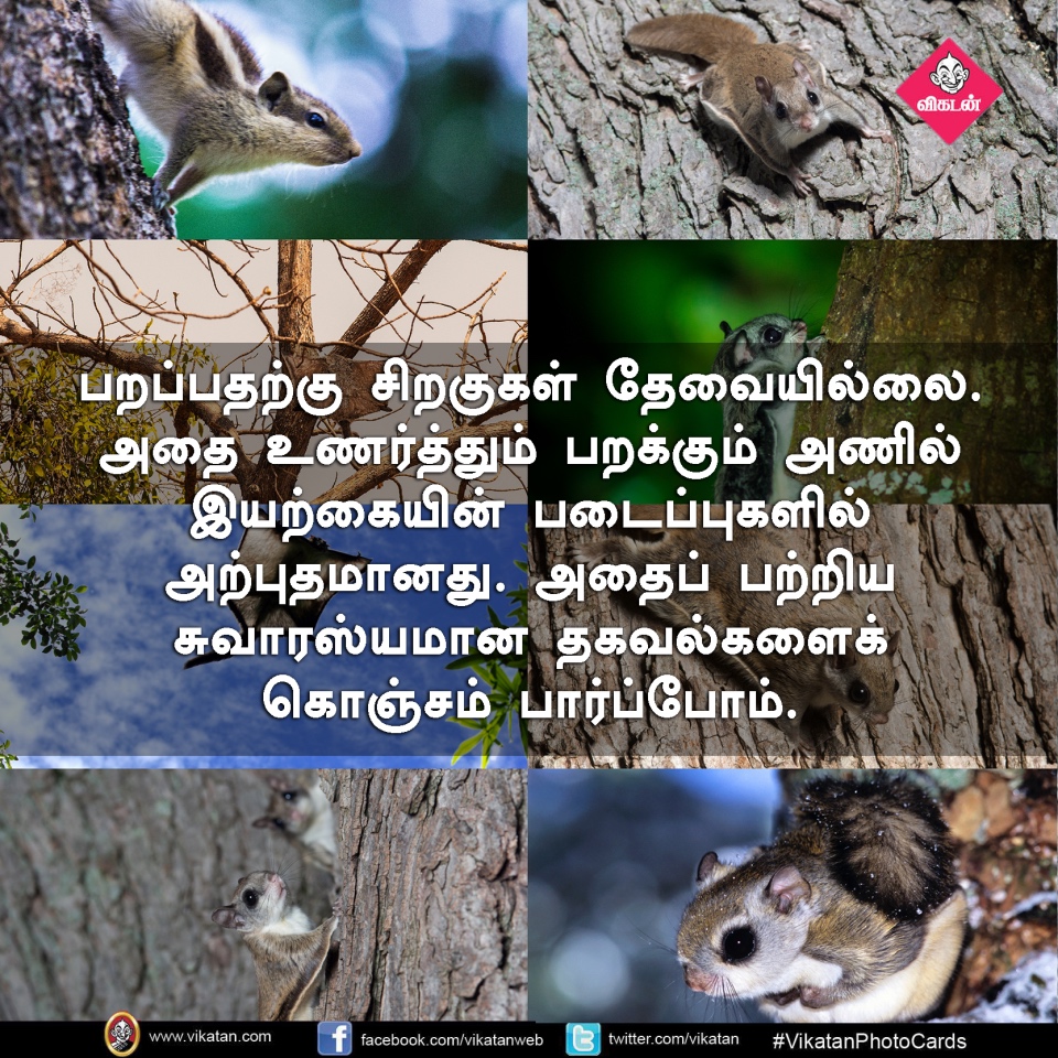 பறக்கும்; 15,000 விதைகள் சேகரிக்கும்... பறக்கும் அணில்களின் சுவாரஸ்யங்கள்! #VikatanPhotoCards பறக்கும்; 15,000 விதைகள் சேகரிக்கும்... பறக்கும் அணில்களின் சுவாரஸ்யங்கள்! #VikatanPhotoCards