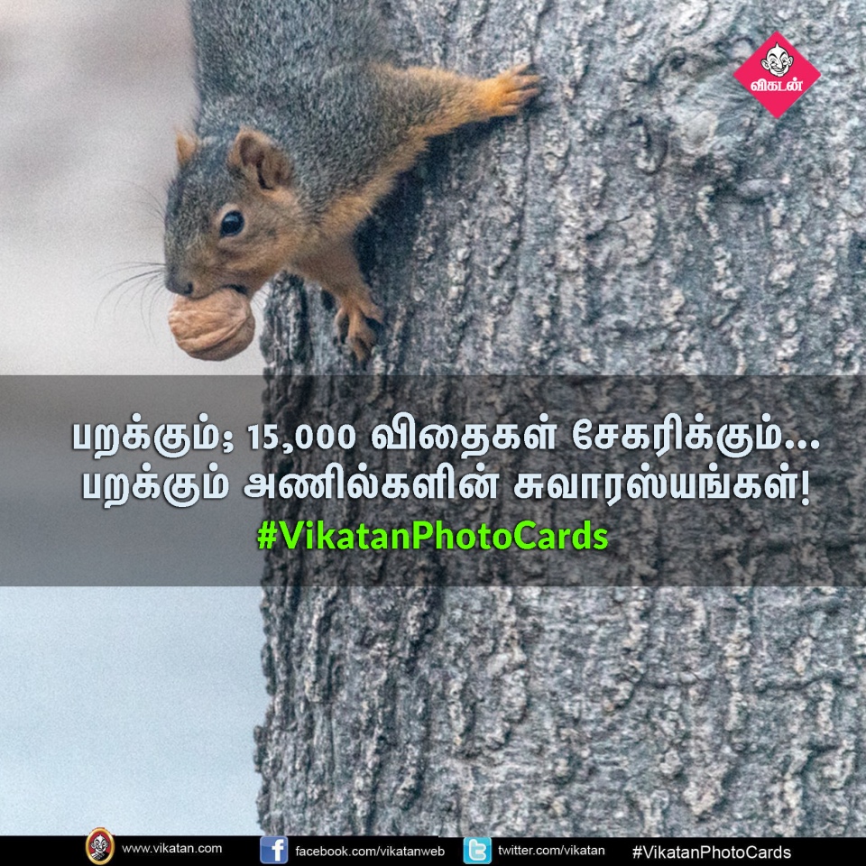 பறக்கும்; 15,000 விதைகள் சேகரிக்கும்... பறக்கும் அணில்களின் சுவாரஸ்யங்கள்! #VikatanPhotoCards பறக்கும்; 15,000 விதைகள் சேகரிக்கும்... பறக்கும் அணில்களின் சுவாரஸ்யங்கள்! #VikatanPhotoCards