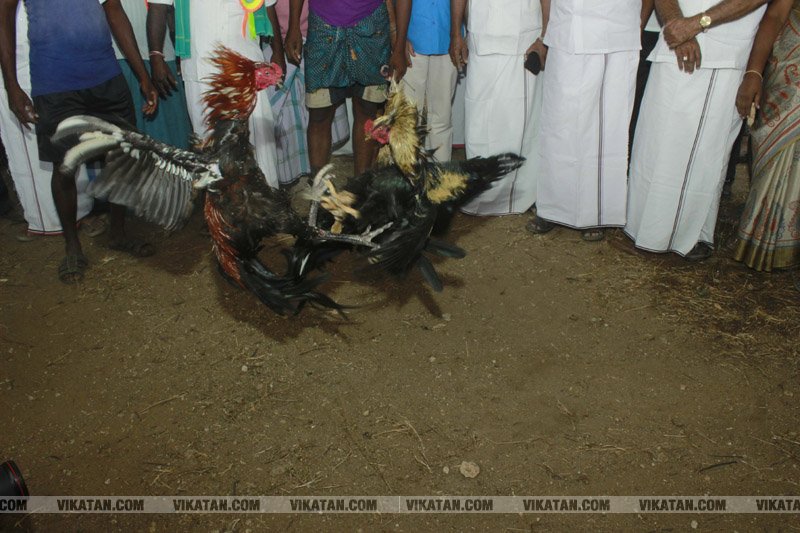 கரூர் பூலாம்வலசு சேவகட்டு விழா... கரூர் பூலாம்வலசு சேவகட்டு விழா...