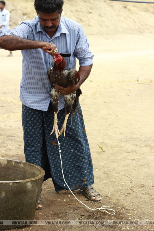 கரூர் பூலாம்வலசு சேவகட்டு விழா... கரூர் பூலாம்வலசு சேவகட்டு விழா...
