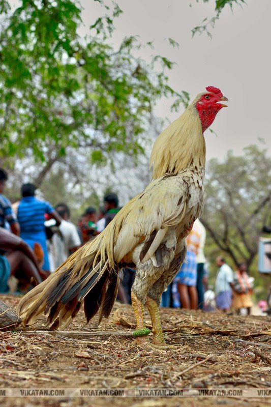 கரூர் பூலாம்வலசு சேவகட்டு விழா... கரூர் பூலாம்வலசு சேவகட்டு விழா...