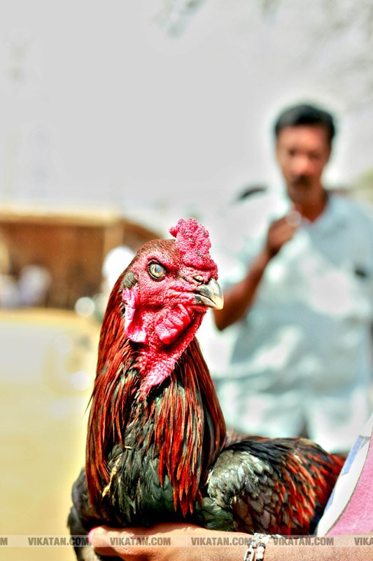 கரூர் பூலாம்வலசு சேவகட்டு விழா... கரூர் பூலாம்வலசு சேவகட்டு விழா...