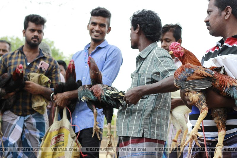 கரூர் பூலாம்வலசு சேவகட்டு விழா... கரூர் பூலாம்வலசு சேவகட்டு விழா...