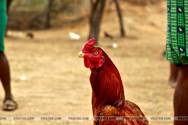 கரூர் பூலாம்வலசு சேவகட்டு விழா... கரூர் பூலாம்வலசு சேவகட்டு விழா...