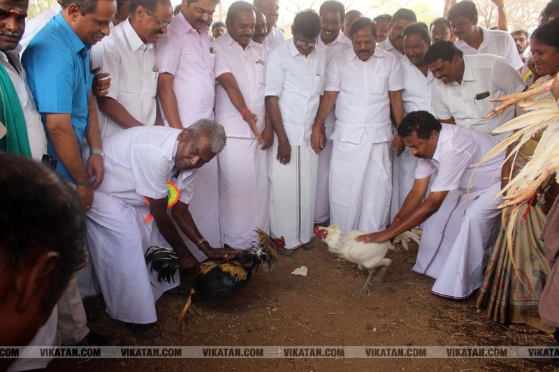 கரூர் பூலாம்வலசு சேவகட்டு விழா... கரூர் பூலாம்வலசு சேவகட்டு விழா...