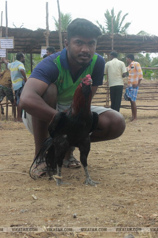 கரூர் பூலாம்வலசு சேவகட்டு விழா... கரூர் பூலாம்வலசு சேவகட்டு விழா...