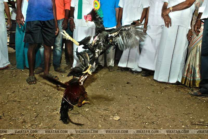 கரூர் பூலாம்வலசு சேவகட்டு விழா... கரூர் பூலாம்வலசு சேவகட்டு விழா...
