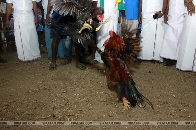 கரூர் பூலாம்வலசு சேவகட்டு விழா... கரூர் பூலாம்வலசு சேவகட்டு விழா...