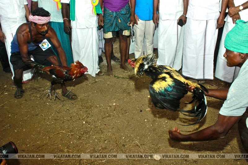 கரூர் பூலாம்வலசு சேவகட்டு விழா... கரூர் பூலாம்வலசு சேவகட்டு விழா...