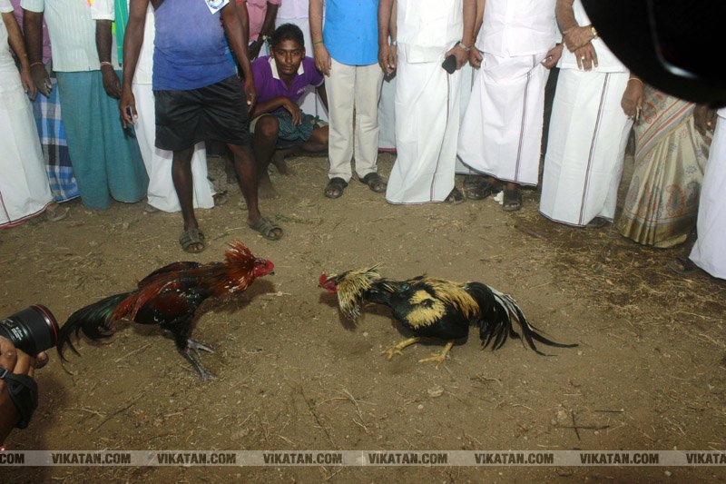 கரூர் பூலாம்வலசு சேவகட்டு விழா... கரூர் பூலாம்வலசு சேவகட்டு விழா...
