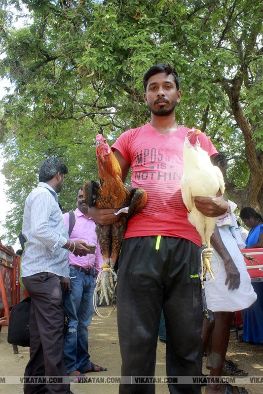 கரூர் பூலாம்வலசு சேவகட்டு விழா... கரூர் பூலாம்வலசு சேவகட்டு விழா...