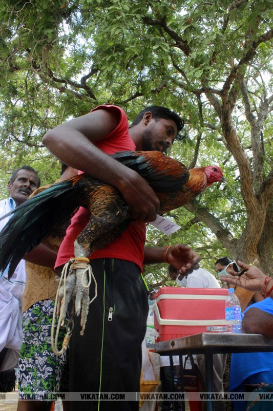 கரூர் பூலாம்வலசு சேவகட்டு விழா... கரூர் பூலாம்வலசு சேவகட்டு விழா...