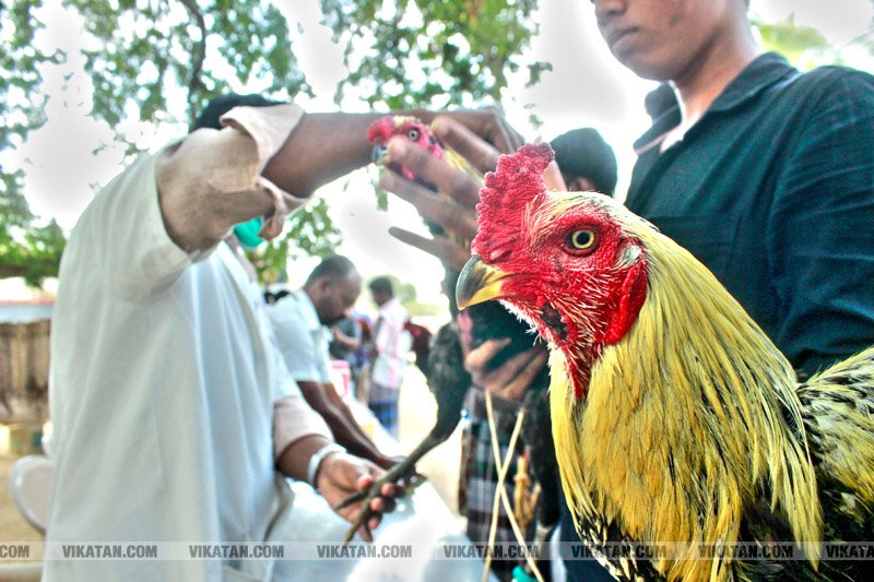 கரூர் பூலாம்வலசு சேவகட்டு விழா... கரூர் பூலாம்வலசு சேவகட்டு விழா...