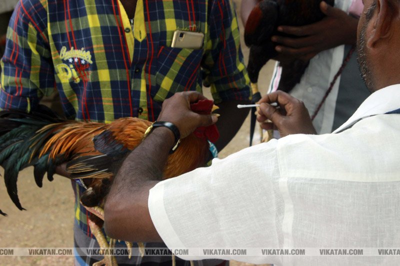கரூர் பூலாம்வலசு சேவகட்டு விழா... கரூர் பூலாம்வலசு சேவகட்டு விழா...