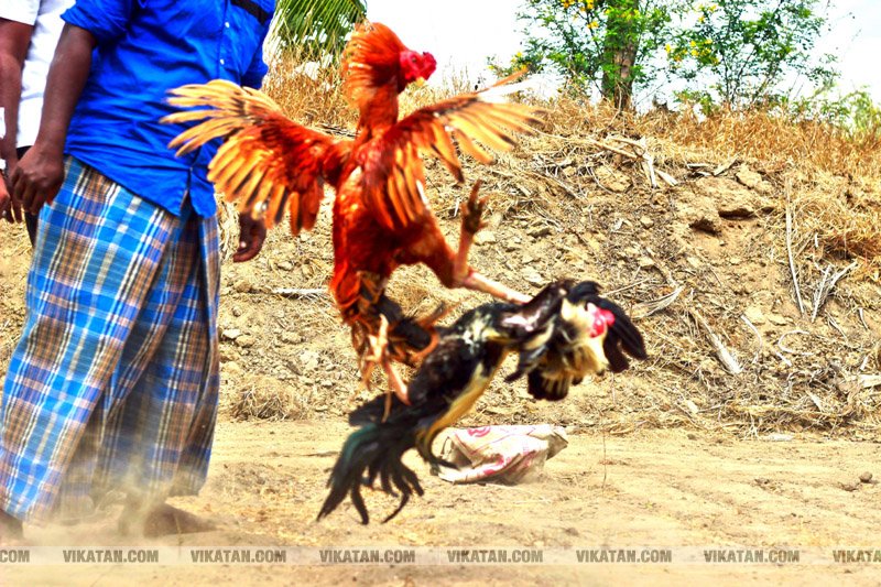கரூர் பூலாம்வலசு சேவகட்டு விழா... கரூர் பூலாம்வலசு சேவகட்டு விழா...