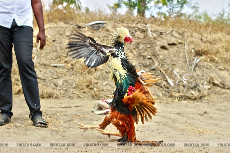 கரூர் பூலாம்வலசு சேவகட்டு விழா... கரூர் பூலாம்வலசு சேவகட்டு விழா...