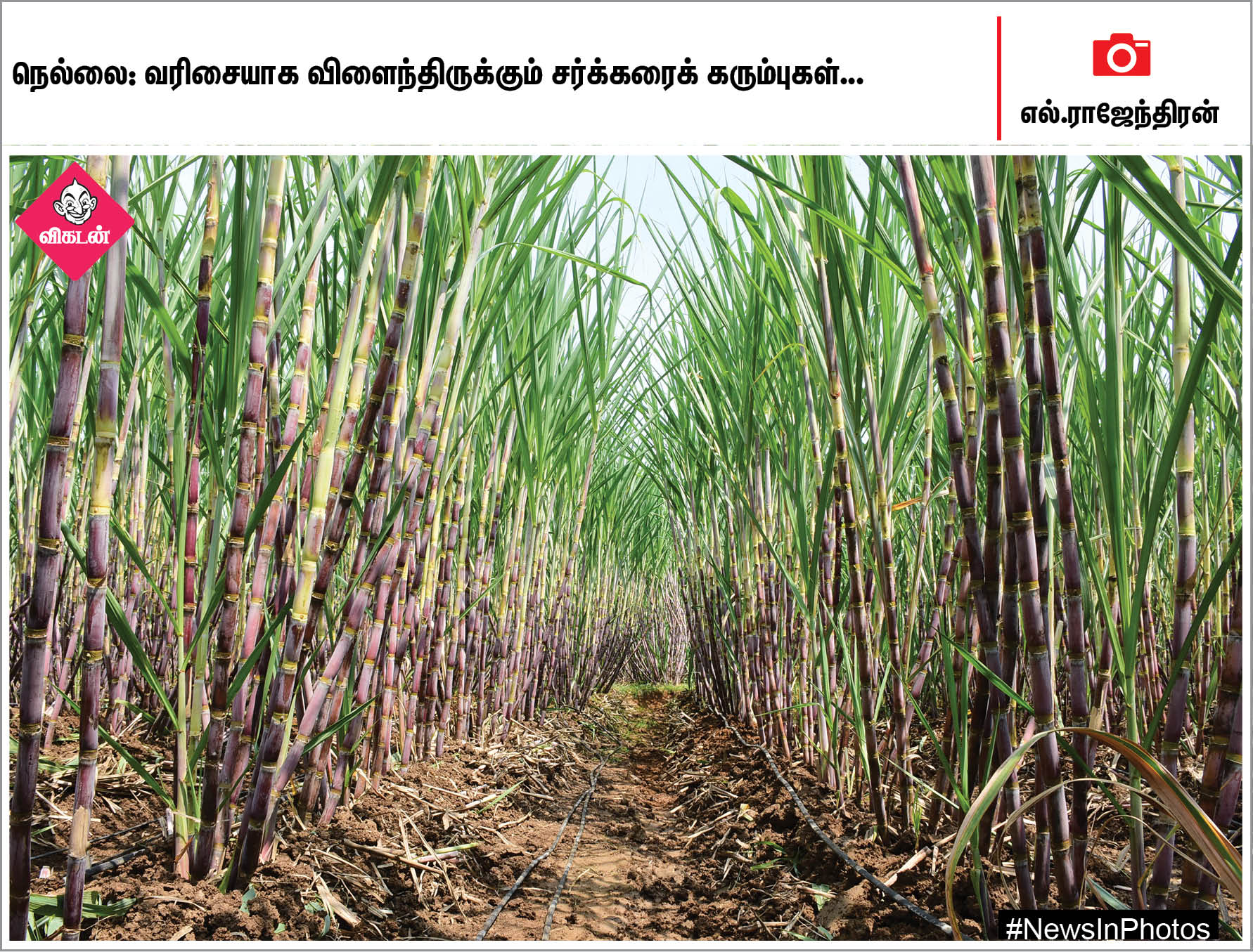 வாள்சண்டையில் தங்கம் வென்ற நெல்லை மாணவி... பொதுமக்களுடன் கைகுலுக்கும் பிருந்தாகாரத்... #NewsInPhotos வாள்சண்டையில் தங்கம் வென்ற நெல்லை மாணவி... பொதுமக்களுடன் கைகுலுக்கும் பிருந்தாகாரத்... #NewsInPhotos