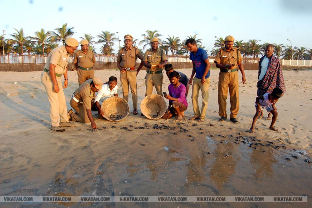 விழுப்புரம், கோனேரிக்குப்பம் பகுதிகளில் ஆமை முட்டைகள் பாதுகாக்கப்பட்டு குஞ்சு பொரித்தவுடன் கடலில் விடப்படும் நிகழ்வு விழுப்புரம், கோனேரிக்குப்பம் பகுதிகளில் ஆமை முட்டைகள் பாதுகாக்கப்பட்டு குஞ்சு பொரித்தவுடன் கடலில் விடப்படும் நிகழ்வு