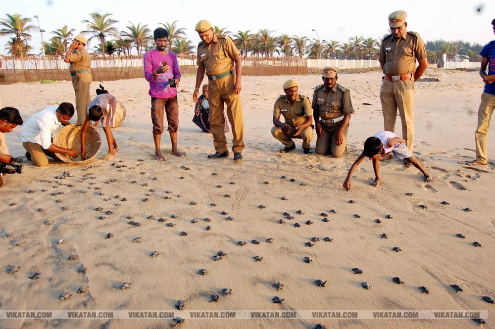 விழுப்புரம், கோனேரிக்குப்பம் பகுதிகளில் ஆமை முட்டைகள் பாதுகாக்கப்பட்டு குஞ்சு பொரித்தவுடன் கடலில் விடப்படும் நிகழ்வு விழுப்புரம், கோனேரிக்குப்பம் பகுதிகளில் ஆமை முட்டைகள் பாதுகாக்கப்பட்டு குஞ்சு பொரித்தவுடன் கடலில் விடப்படும் நிகழ்வு