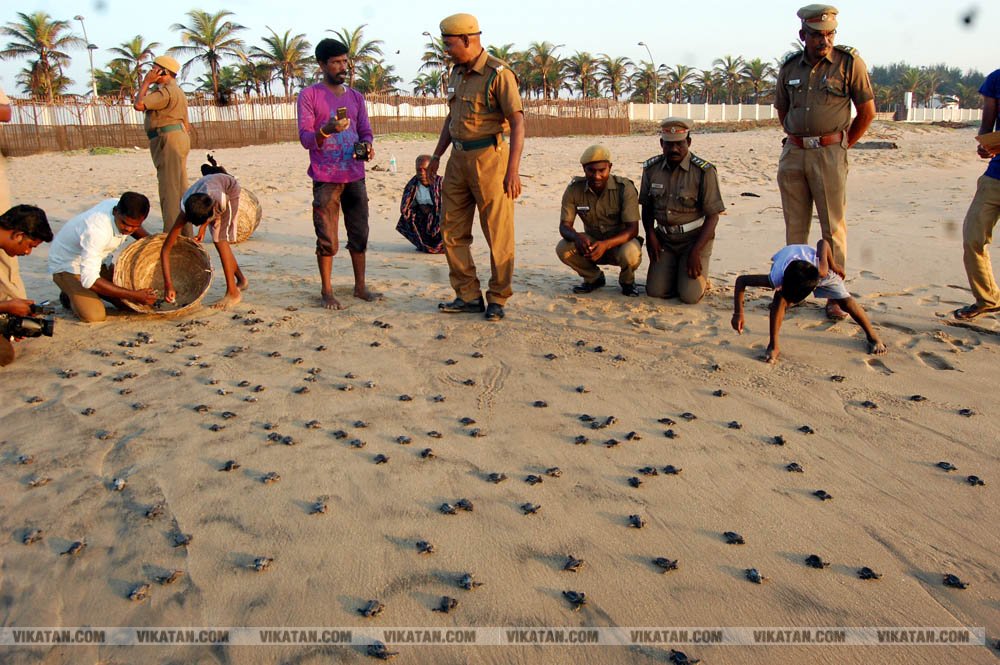 விழுப்புரம், கோனேரிக்குப்பம் பகுதிகளில் ஆமை முட்டைகள் பாதுகாக்கப்பட்டு குஞ்சு பொரித்தவுடன் கடலில் விடப்படும் நிகழ்வு விழுப்புரம், கோனேரிக்குப்பம் பகுதிகளில் ஆமை முட்டைகள் பாதுகாக்கப்பட்டு குஞ்சு பொரித்தவுடன் கடலில் விடப்படும் நிகழ்வு
