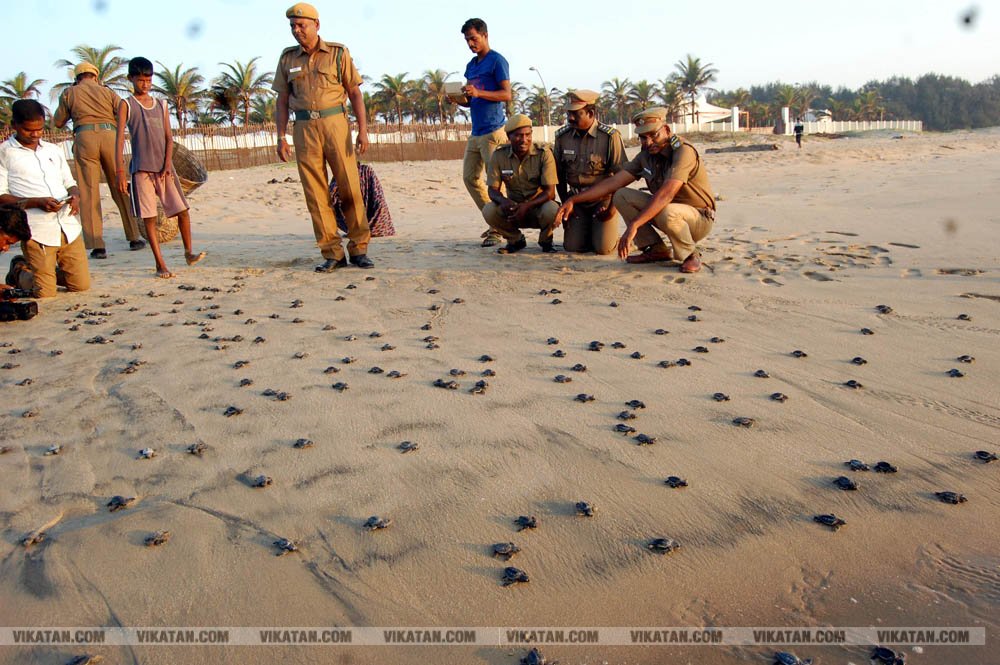 விழுப்புரம், கோனேரிக்குப்பம் பகுதிகளில் ஆமை முட்டைகள் பாதுகாக்கப்பட்டு குஞ்சு பொரித்தவுடன் கடலில் விடப்படும் நிகழ்வு விழுப்புரம், கோனேரிக்குப்பம் பகுதிகளில் ஆமை முட்டைகள் பாதுகாக்கப்பட்டு குஞ்சு பொரித்தவுடன் கடலில் விடப்படும் நிகழ்வு