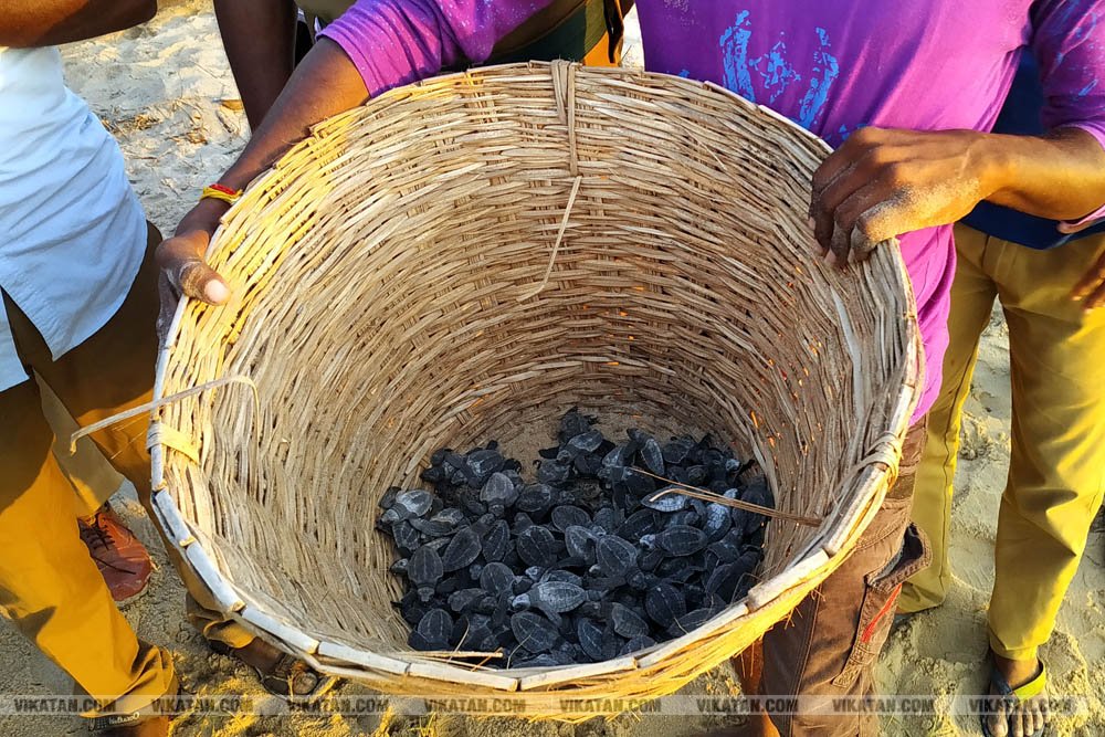 விழுப்புரம், கோனேரிக்குப்பம் பகுதிகளில் ஆமை முட்டைகள் பாதுகாக்கப்பட்டு குஞ்சு பொரித்தவுடன் கடலில் விடப்படும் நிகழ்வு விழுப்புரம், கோனேரிக்குப்பம் பகுதிகளில் ஆமை முட்டைகள் பாதுகாக்கப்பட்டு குஞ்சு பொரித்தவுடன் கடலில் விடப்படும் நிகழ்வு
