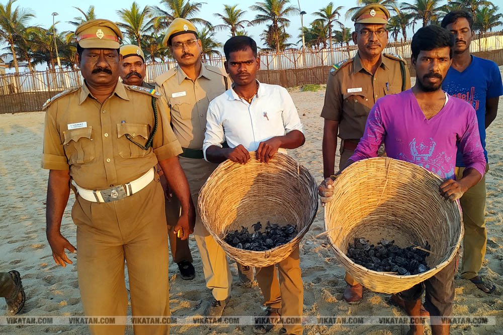 விழுப்புரம், கோனேரிக்குப்பம் பகுதிகளில் ஆமை முட்டைகள் பாதுகாக்கப்பட்டு குஞ்சு பொரித்தவுடன் கடலில் விடப்படும் நிகழ்வு விழுப்புரம், கோனேரிக்குப்பம் பகுதிகளில் ஆமை முட்டைகள் பாதுகாக்கப்பட்டு குஞ்சு பொரித்தவுடன் கடலில் விடப்படும் நிகழ்வு