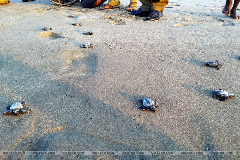 விழுப்புரம், கோனேரிக்குப்பம் பகுதிகளில் ஆமை முட்டைகள் பாதுகாக்கப்பட்டு குஞ்சு பொரித்தவுடன் கடலில் விடப்படும் நிகழ்வு விழுப்புரம், கோனேரிக்குப்பம் பகுதிகளில் ஆமை முட்டைகள் பாதுகாக்கப்பட்டு குஞ்சு பொரித்தவுடன் கடலில் விடப்படும் நிகழ்வு