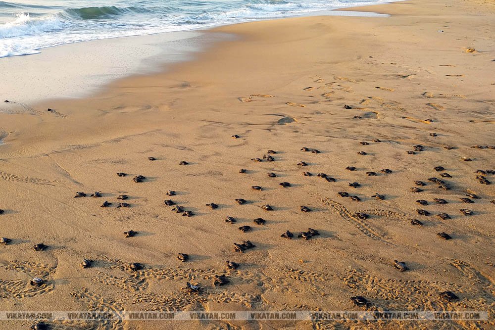 விழுப்புரம், கோனேரிக்குப்பம் பகுதிகளில் ஆமை முட்டைகள் பாதுகாக்கப்பட்டு குஞ்சு பொரித்தவுடன் கடலில் விடப்படும் நிகழ்வு விழுப்புரம், கோனேரிக்குப்பம் பகுதிகளில் ஆமை முட்டைகள் பாதுகாக்கப்பட்டு குஞ்சு பொரித்தவுடன் கடலில் விடப்படும் நிகழ்வு