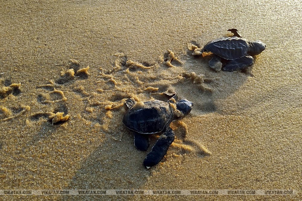 விழுப்புரம், கோனேரிக்குப்பம் பகுதிகளில் ஆமை முட்டைகள் பாதுகாக்கப்பட்டு குஞ்சு பொரித்தவுடன் கடலில் விடப்படும் நிகழ்வு விழுப்புரம், கோனேரிக்குப்பம் பகுதிகளில் ஆமை முட்டைகள் பாதுகாக்கப்பட்டு குஞ்சு பொரித்தவுடன் கடலில் விடப்படும் நிகழ்வு