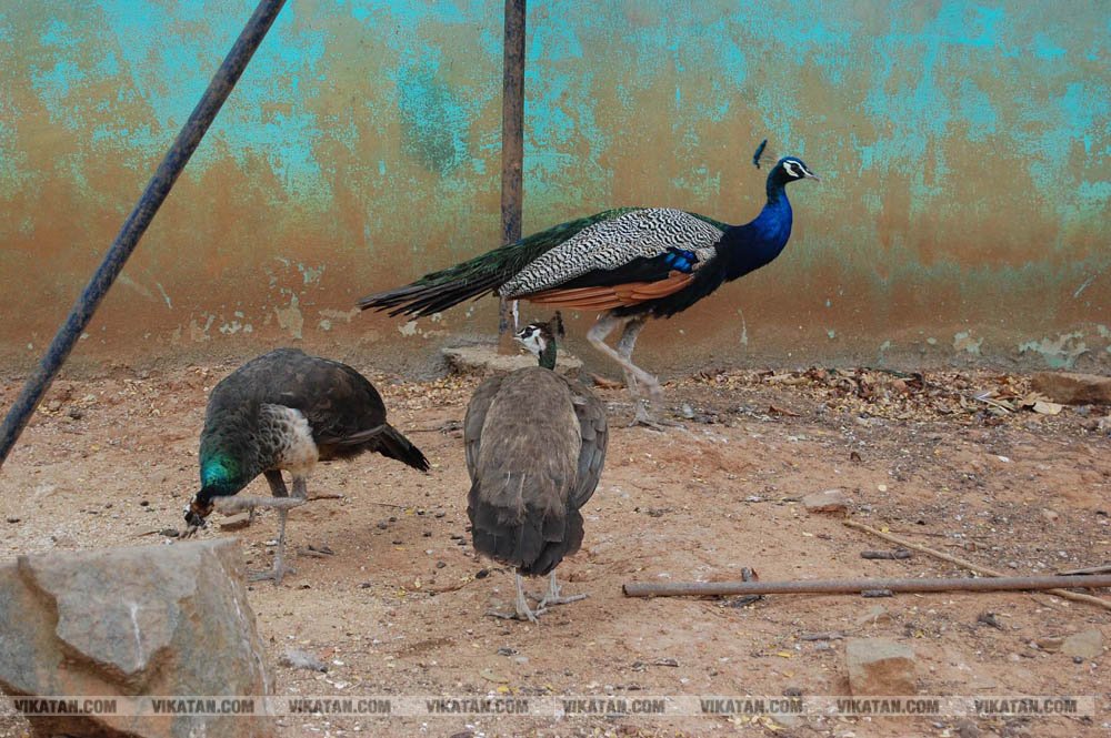 குமரியின் புராதன சின்னமாக விளங்கும் புலியூர்குறிச்சி உதயகிரி கோட்டை குமரியின் புராதன சின்னமாக விளங்கும் புலியூர்குறிச்சி உதயகிரி கோட்டை