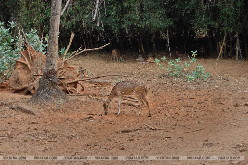 குமரியின் புராதன சின்னமாக விளங்கும் புலியூர்குறிச்சி உதயகிரி கோட்டை குமரியின் புராதன சின்னமாக விளங்கும் புலியூர்குறிச்சி உதயகிரி கோட்டை