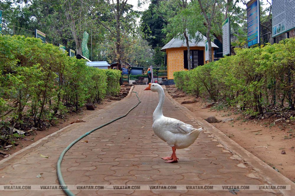 குமரியின் புராதன சின்னமாக விளங்கும் புலியூர்குறிச்சி உதயகிரி கோட்டை குமரியின் புராதன சின்னமாக விளங்கும் புலியூர்குறிச்சி உதயகிரி கோட்டை