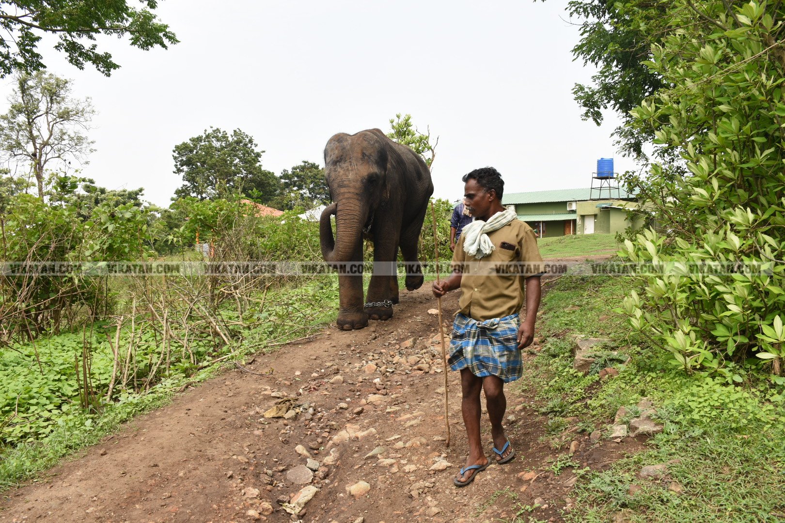 மாயாறு குளியல், முதுமலை உற்சாகம்... மசினி யானை இப்போது எப்படி இருக்கிறது? படங்கள்: கே.அருண் மாயாறு குளியல், முதுமலை உற்சாகம்... மசினி யானை இப்போது எப்படி இருக்கிறது? படங்கள்: கே.அருண்