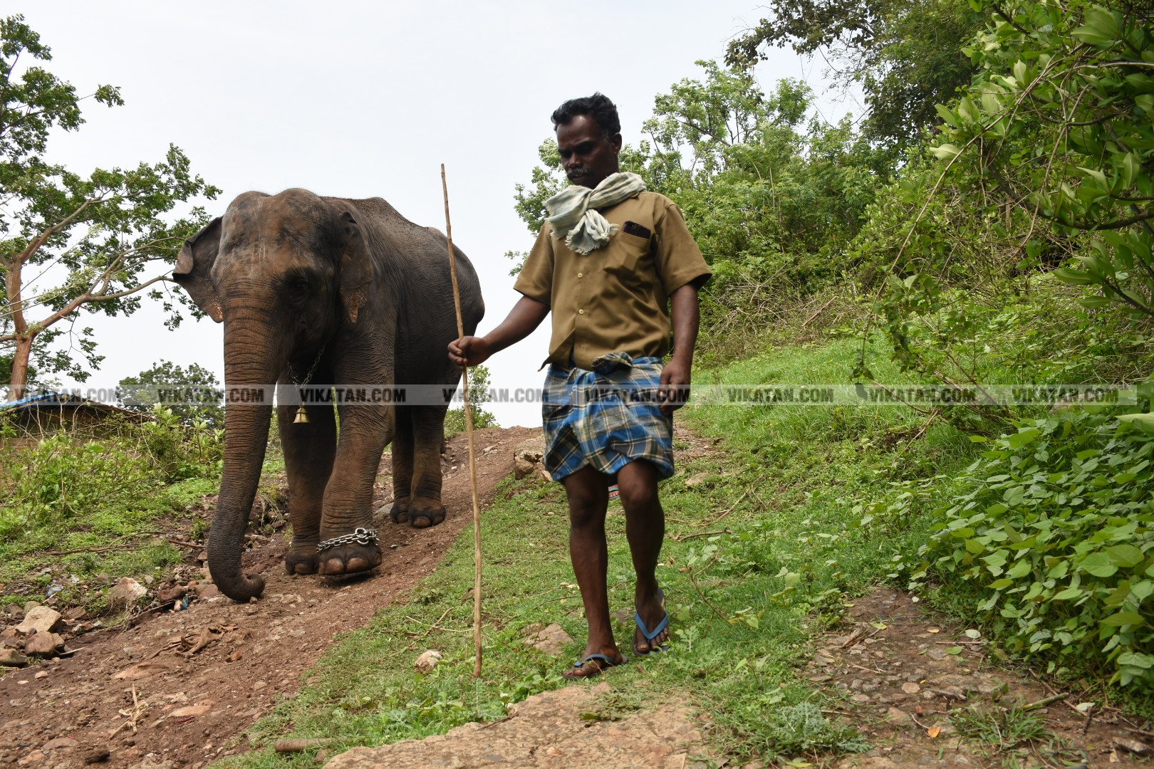மாயாறு குளியல், முதுமலை உற்சாகம்... மசினி யானை இப்போது எப்படி இருக்கிறது? படங்கள்: கே.அருண் மாயாறு குளியல், முதுமலை உற்சாகம்... மசினி யானை இப்போது எப்படி இருக்கிறது? படங்கள்: கே.அருண்