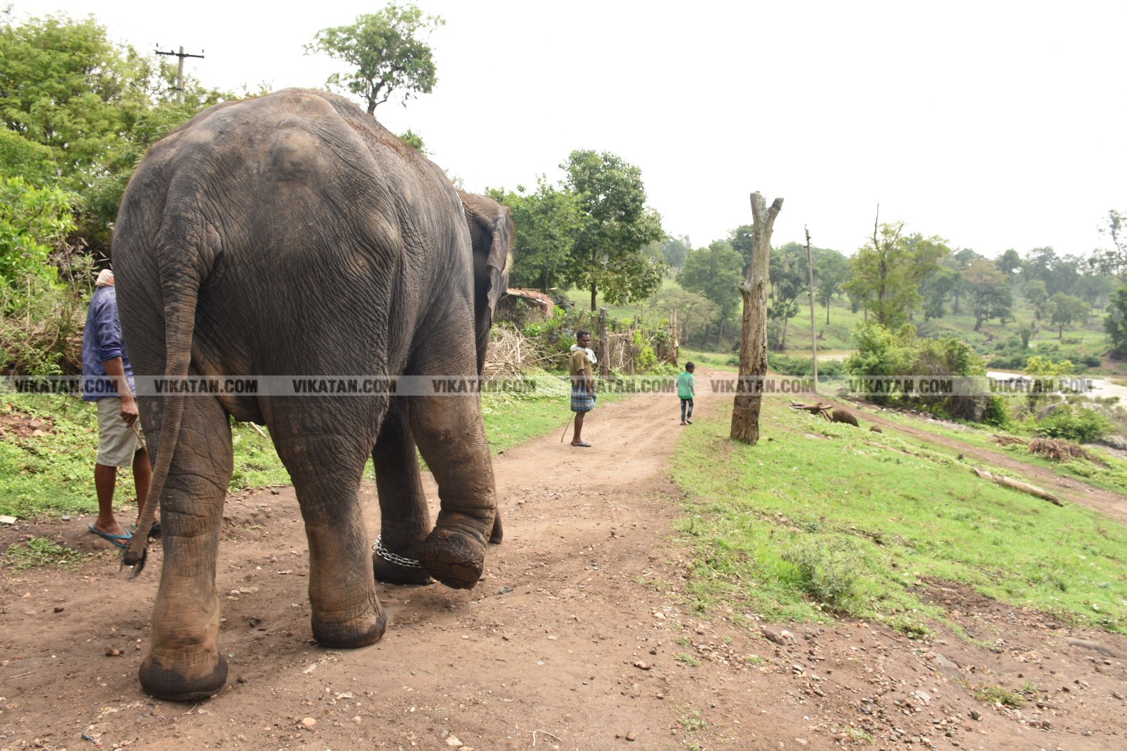 மாயாறு குளியல், முதுமலை உற்சாகம்... மசினி யானை இப்போது எப்படி இருக்கிறது? படங்கள்: கே.அருண் மாயாறு குளியல், முதுமலை உற்சாகம்... மசினி யானை இப்போது எப்படி இருக்கிறது? படங்கள்: கே.அருண்