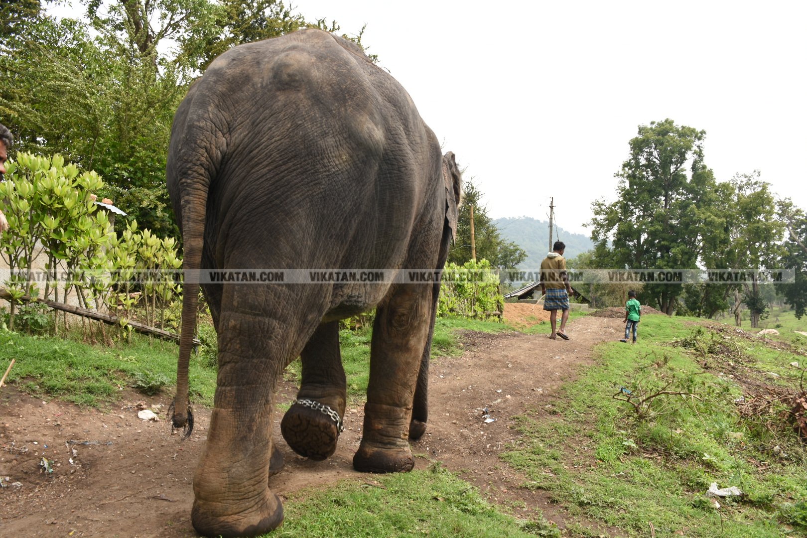 மாயாறு குளியல், முதுமலை உற்சாகம்... மசினி யானை இப்போது எப்படி இருக்கிறது? படங்கள்: கே.அருண் மாயாறு குளியல், முதுமலை உற்சாகம்... மசினி யானை இப்போது எப்படி இருக்கிறது? படங்கள்: கே.அருண்