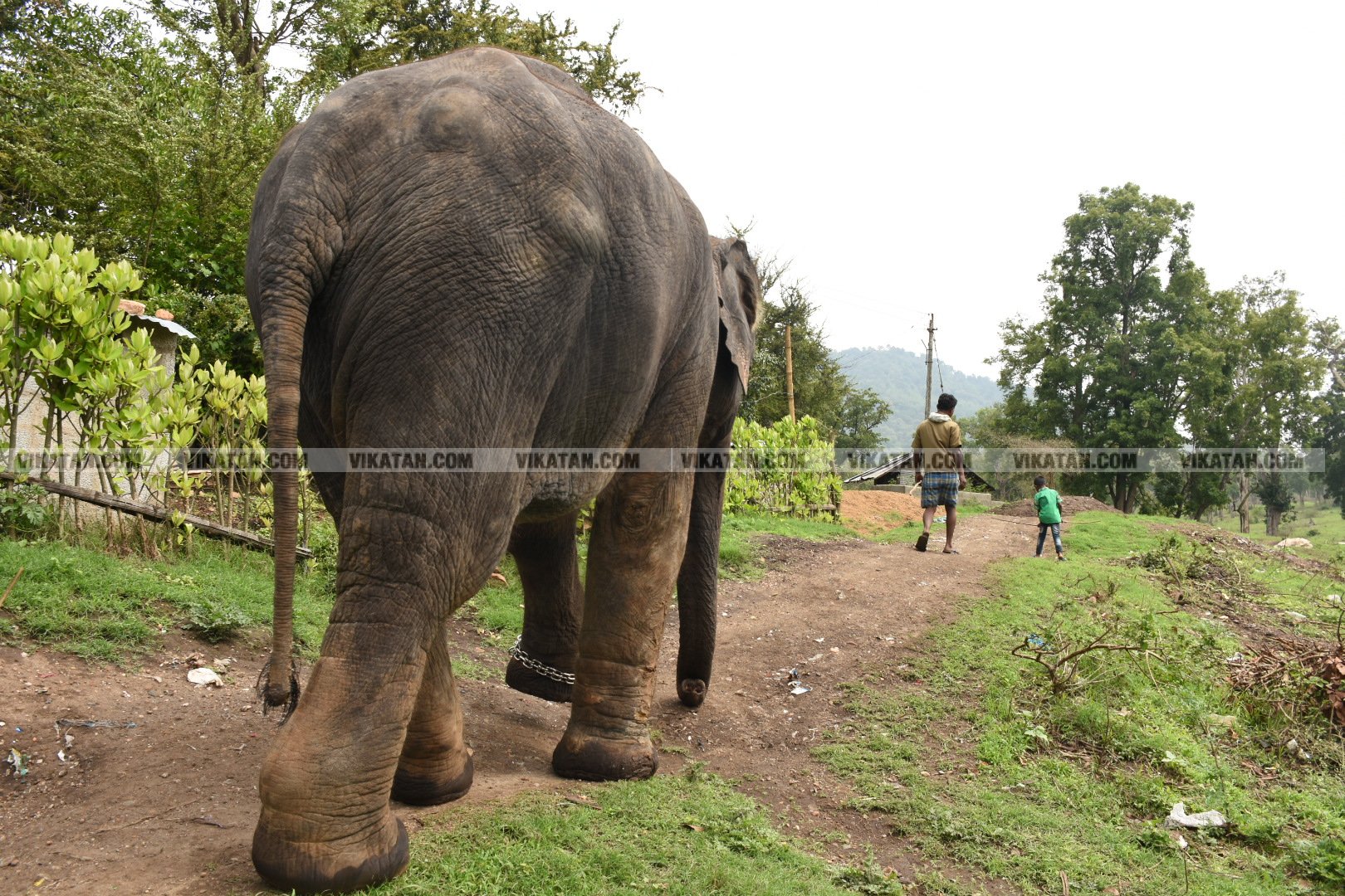 மாயாறு குளியல், முதுமலை உற்சாகம்... மசினி யானை இப்போது எப்படி இருக்கிறது? படங்கள்: கே.அருண் மாயாறு குளியல், முதுமலை உற்சாகம்... மசினி யானை இப்போது எப்படி இருக்கிறது? படங்கள்: கே.அருண்