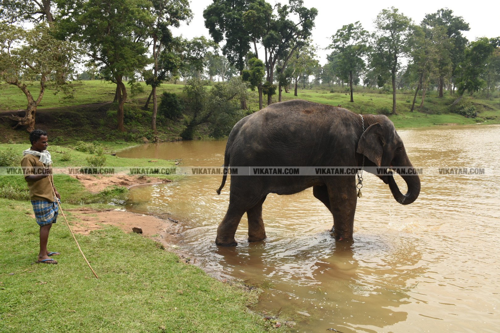 மாயாறு குளியல், முதுமலை உற்சாகம்... மசினி யானை இப்போது எப்படி இருக்கிறது? படங்கள்: கே.அருண் மாயாறு குளியல், முதுமலை உற்சாகம்... மசினி யானை இப்போது எப்படி இருக்கிறது? படங்கள்: கே.அருண்