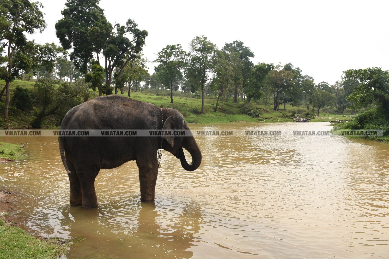 மாயாறு குளியல், முதுமலை உற்சாகம்... மசினி யானை இப்போது எப்படி இருக்கிறது? படங்கள்: கே.அருண் மாயாறு குளியல், முதுமலை உற்சாகம்... மசினி யானை இப்போது எப்படி இருக்கிறது? படங்கள்: கே.அருண்