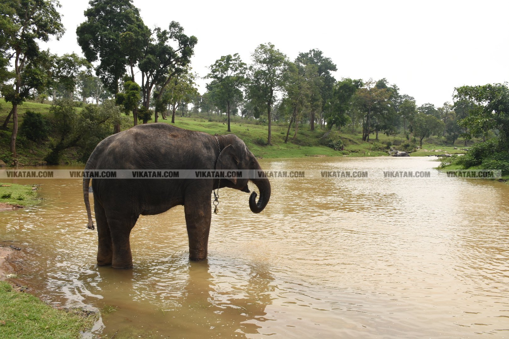 மாயாறு குளியல், முதுமலை உற்சாகம்... மசினி யானை இப்போது எப்படி இருக்கிறது? படங்கள்: கே.அருண் மாயாறு குளியல், முதுமலை உற்சாகம்... மசினி யானை இப்போது எப்படி இருக்கிறது? படங்கள்: கே.அருண்