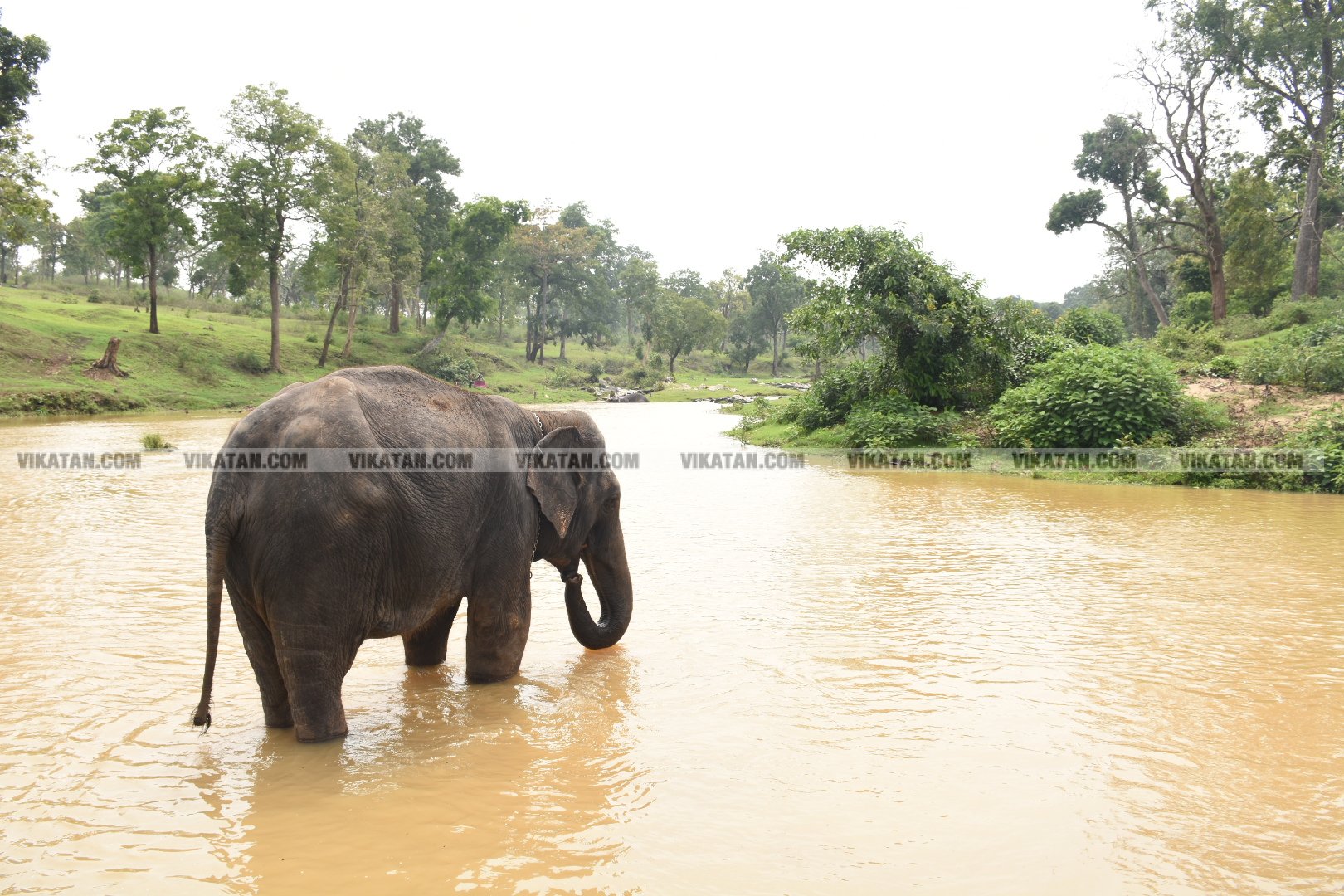 மாயாறு குளியல், முதுமலை உற்சாகம்... மசினி யானை இப்போது எப்படி இருக்கிறது? படங்கள்: கே.அருண் மாயாறு குளியல், முதுமலை உற்சாகம்... மசினி யானை இப்போது எப்படி இருக்கிறது? படங்கள்: கே.அருண்