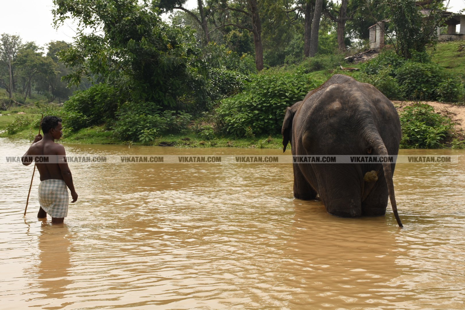 மாயாறு குளியல், முதுமலை உற்சாகம்... மசினி யானை இப்போது எப்படி இருக்கிறது? படங்கள்: கே.அருண் மாயாறு குளியல், முதுமலை உற்சாகம்... மசினி யானை இப்போது எப்படி இருக்கிறது? படங்கள்: கே.அருண்
