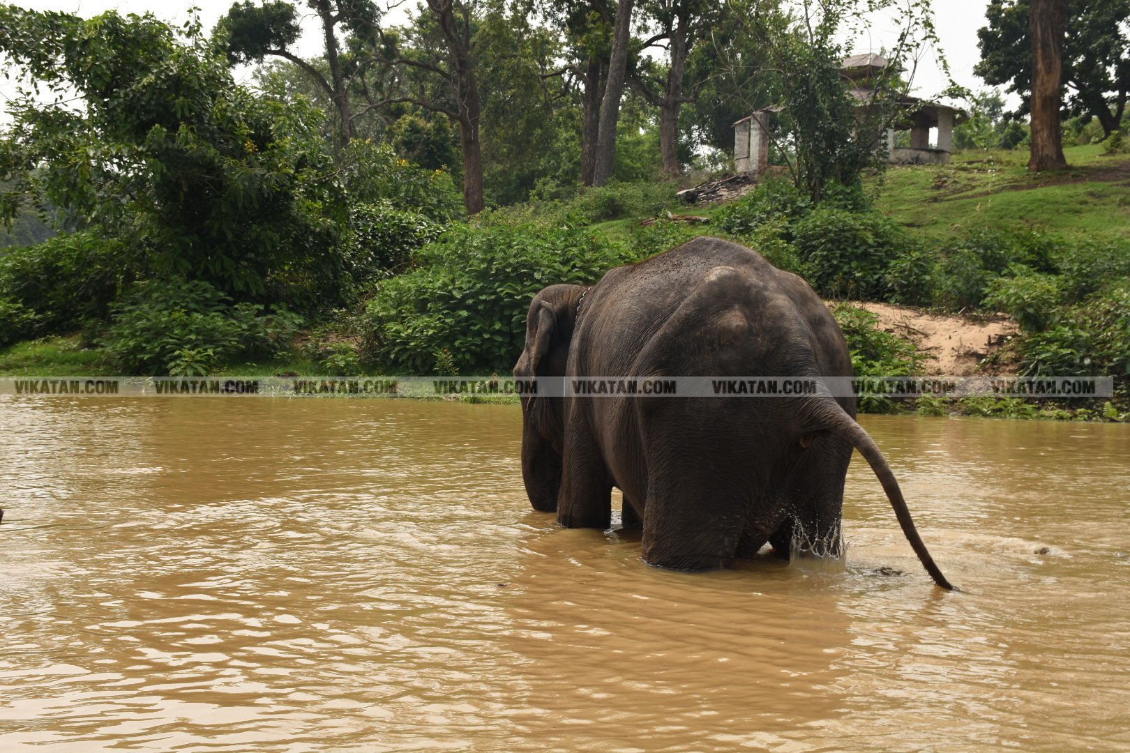 மாயாறு குளியல், முதுமலை உற்சாகம்... மசினி யானை இப்போது எப்படி இருக்கிறது? படங்கள்: கே.அருண் மாயாறு குளியல், முதுமலை உற்சாகம்... மசினி யானை இப்போது எப்படி இருக்கிறது? படங்கள்: கே.அருண்