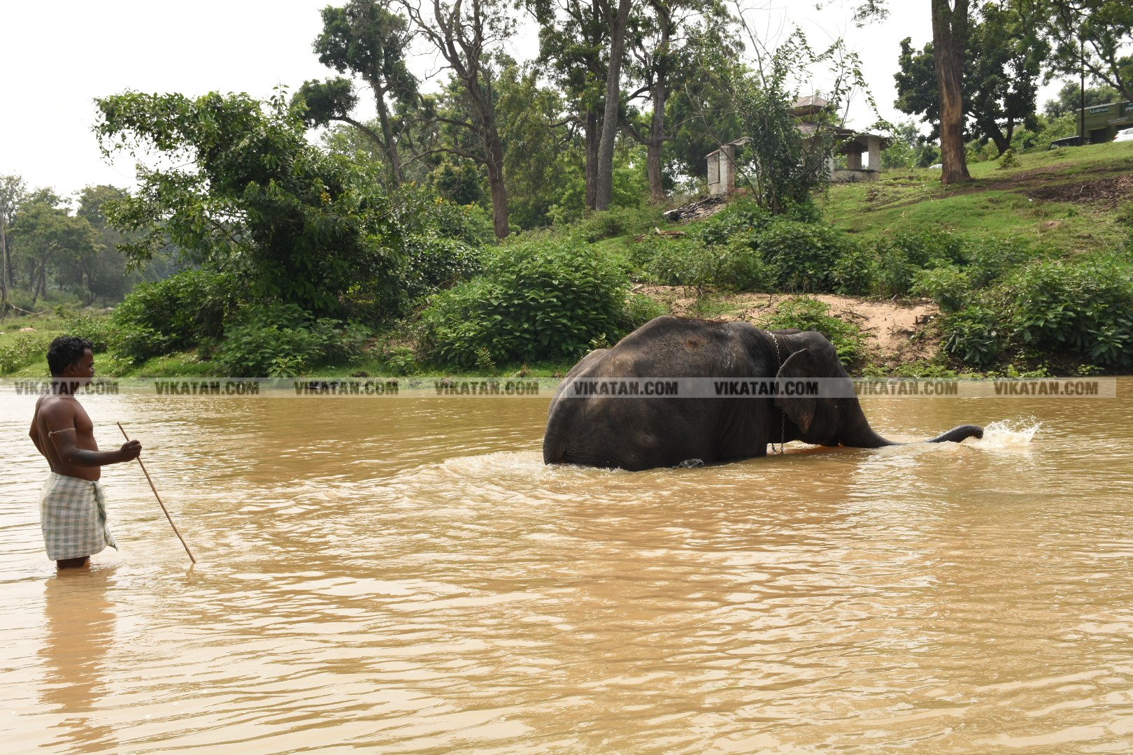 மாயாறு குளியல், முதுமலை உற்சாகம்... மசினி யானை இப்போது எப்படி இருக்கிறது? படங்கள்: கே.அருண் மாயாறு குளியல், முதுமலை உற்சாகம்... மசினி யானை இப்போது எப்படி இருக்கிறது? படங்கள்: கே.அருண்