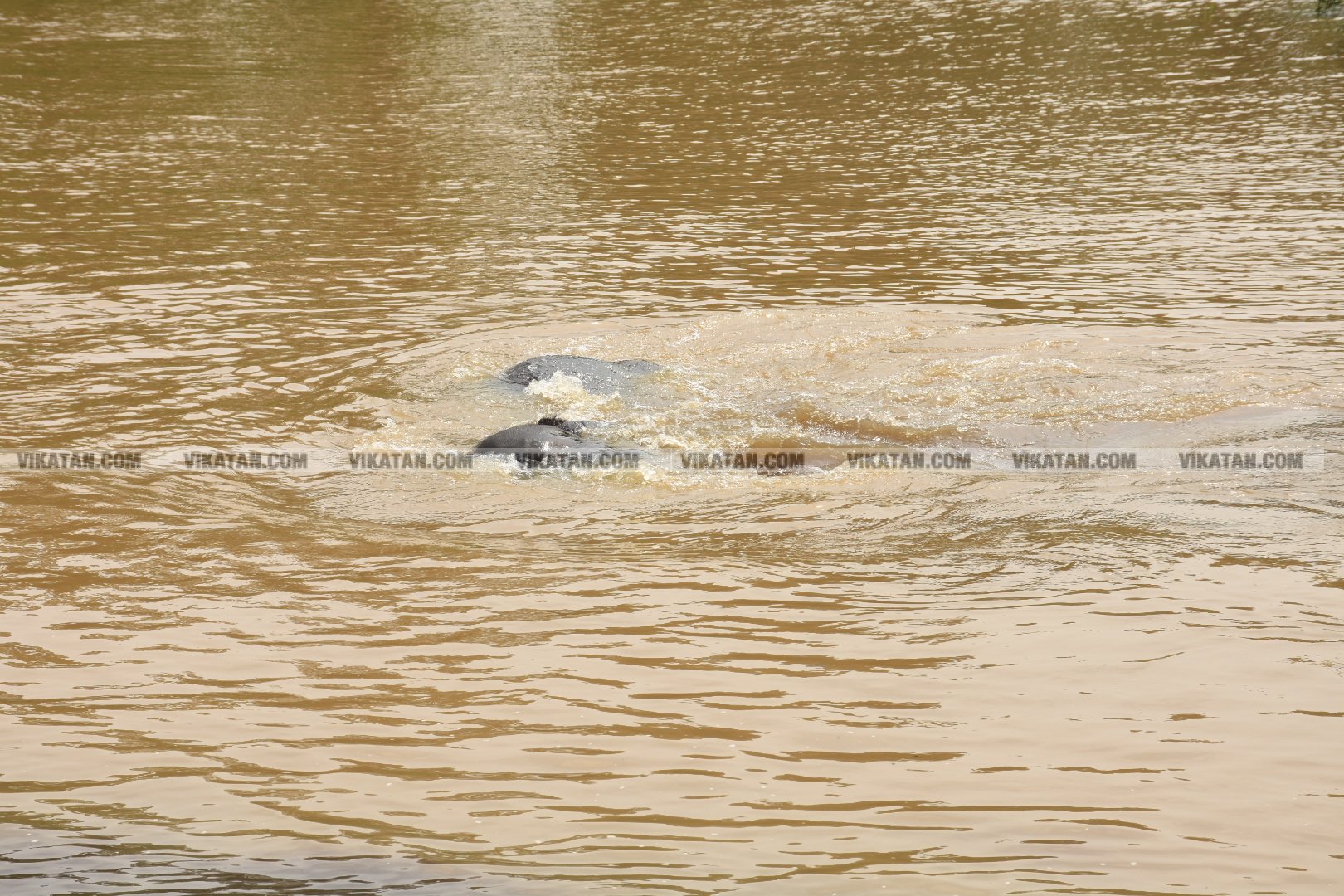மாயாறு குளியல், முதுமலை உற்சாகம்... மசினி யானை இப்போது எப்படி இருக்கிறது? படங்கள்: கே.அருண் மாயாறு குளியல், முதுமலை உற்சாகம்... மசினி யானை இப்போது எப்படி இருக்கிறது? படங்கள்: கே.அருண்